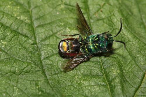 Réf. 314 298 : Chrysis comparata